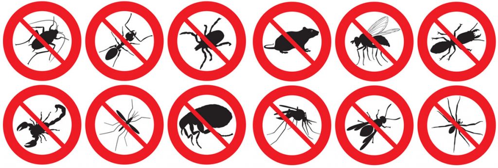 Pest Control Gold Coast | Pest Treatment and Pest Inspection Services.