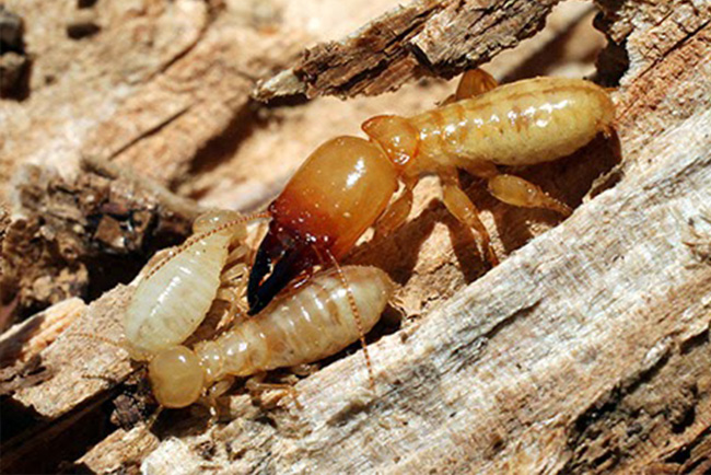 Pest Control Gold Coast Image 88